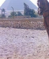 Image of user